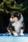 Collie Puppy