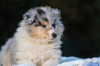 Collie Puppy
