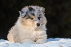 Collie Puppy