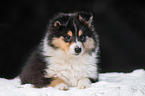 Collie Puppy