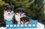 3 Collie Puppies