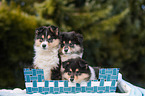 3 Collie Puppies