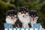3 Collie Puppies