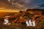 5 Collies