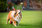 playing longhaired Collie