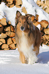 Collie