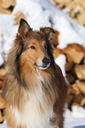 Collie Portrait