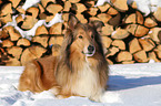lying Collie
