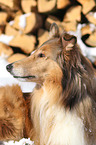 Collie Portrait