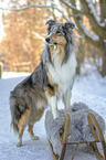 Collie in the winter
