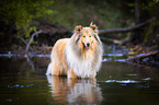 bathing Collie