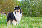 standing Collie