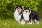 two tricolour Collies