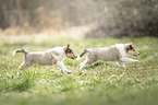 2 Collie Puppies
