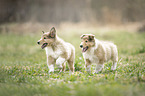 2 Collie Puppies