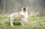 Collie Puppy