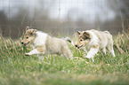 2 Collie Puppies