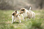 2 Collie Puppies