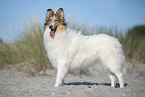 Collie