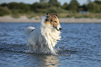 running Collie