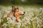 Collie Portrait