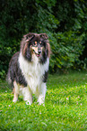 male Collie