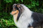 Collie Portrait
