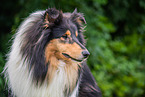 Collie Portrait