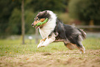 tricolour Collie