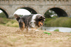 tricolour Collie