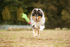 tricolour Collie