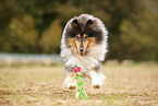 tricolour Collie