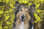 female Collie