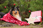 tricolored Collie