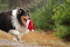 tricolored Collie