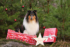 tricolored Collie