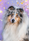 male Collie