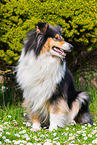 female Collie