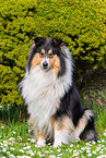 female Collie