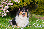 female Collie