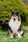 female Collie