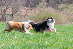 female Collies
