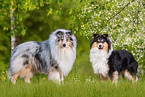 female Collies