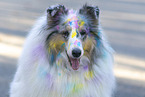 longhaired Collie
