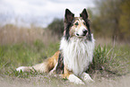 Collie