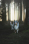 2 longhaired Collies