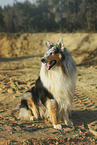 longhaired Collie