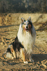 longhaired Collie