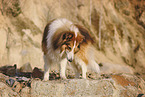 longhaired Collie