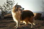 longhaired Collie